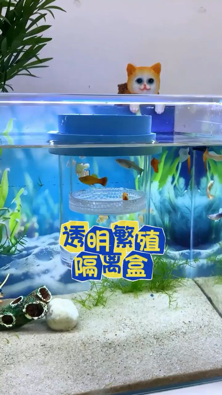 母鱼待产,就用这种透明双层悬浮隔离盒