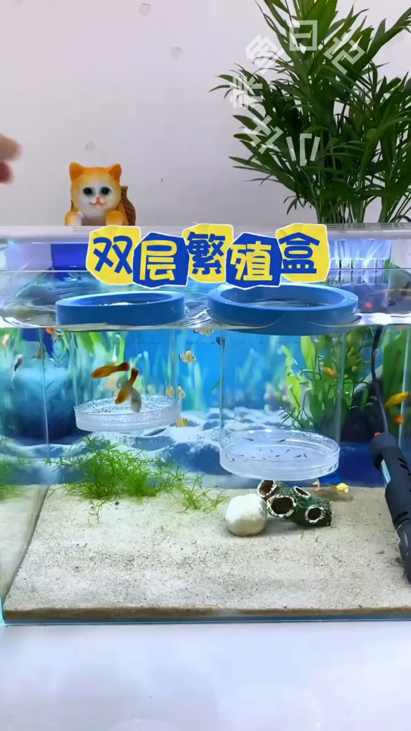 不想错过母鱼生小鱼,那就备上这个双层繁殖隔离盒吧