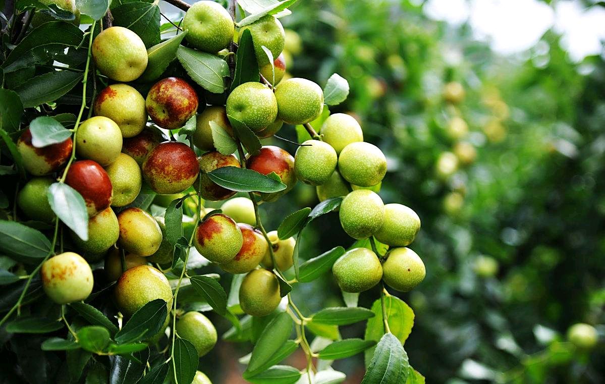 一亩顶十亩!这个"黄金枣"效益惊人,成返乡创业新选择