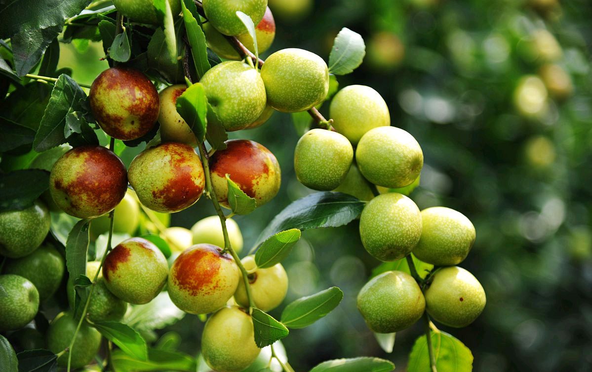 一亩顶十亩!这个"黄金枣"效益惊人,成返乡创业新选择