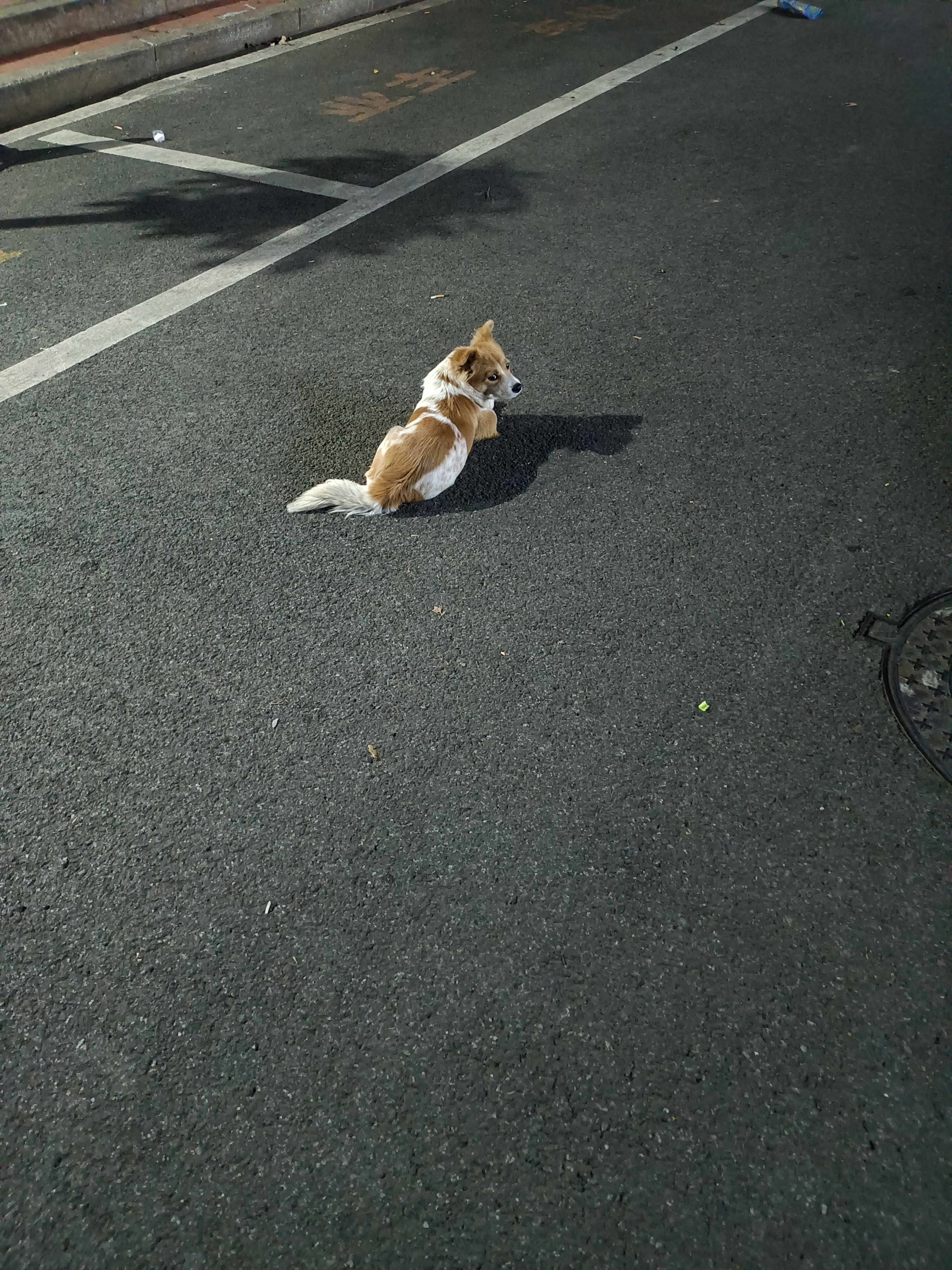 深夜了,我出来扔垃圾看到地上趴着只流浪狗,我经过的时候它还回头看我