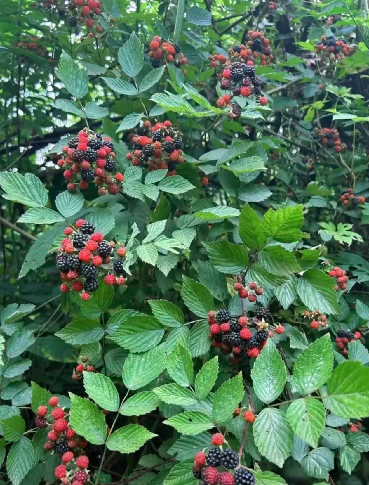 在我们小时候这东西可常见了记得那时候家里穷基本没什么钱买