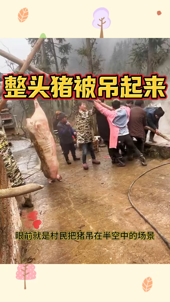 整头猪被吊起来,人多力量大