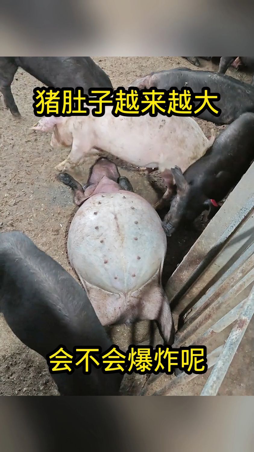 猪肚子越来越大,会不会爆炸呢!