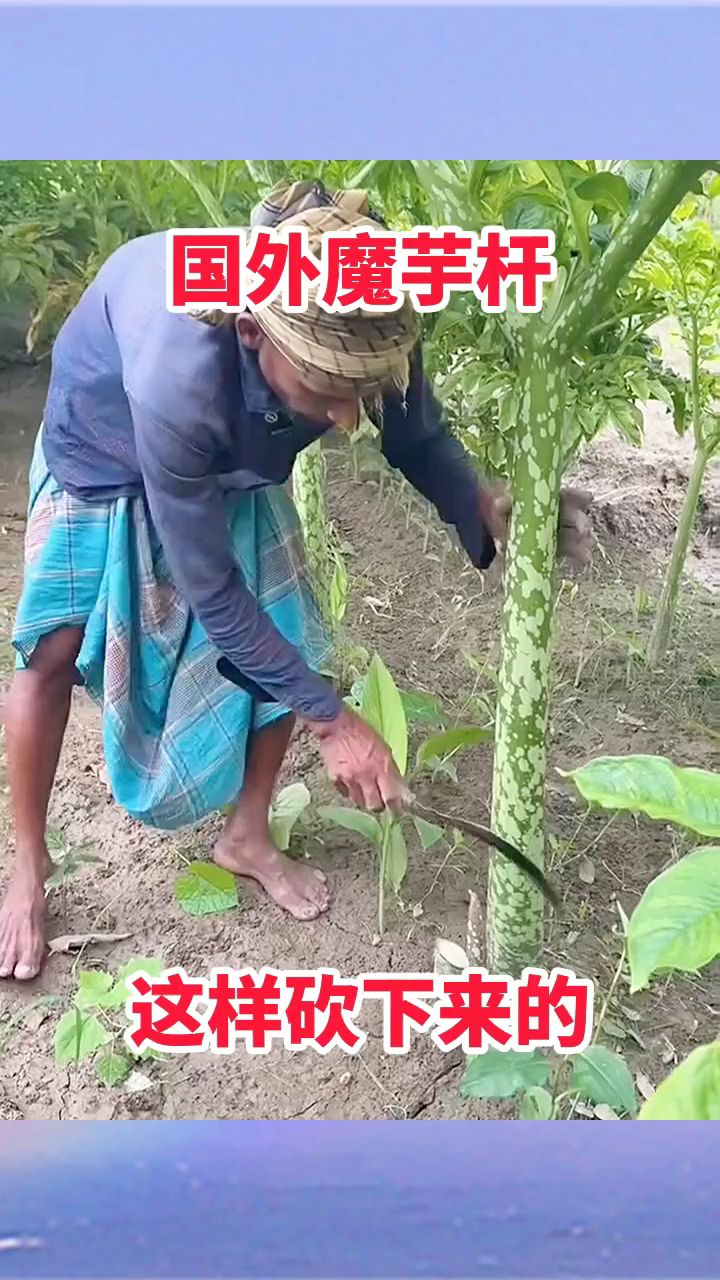 国外魔芋杆,这样砍下来的!