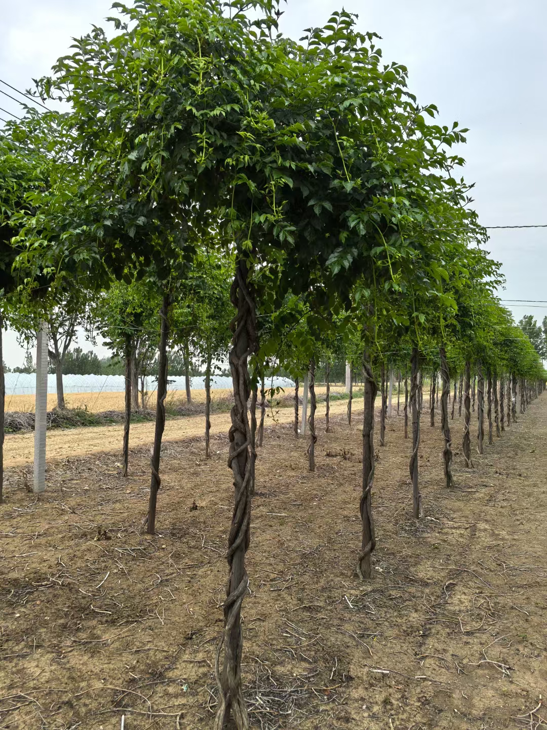 可种植于花坛背景或边缘,作为视觉焦点或自然边界