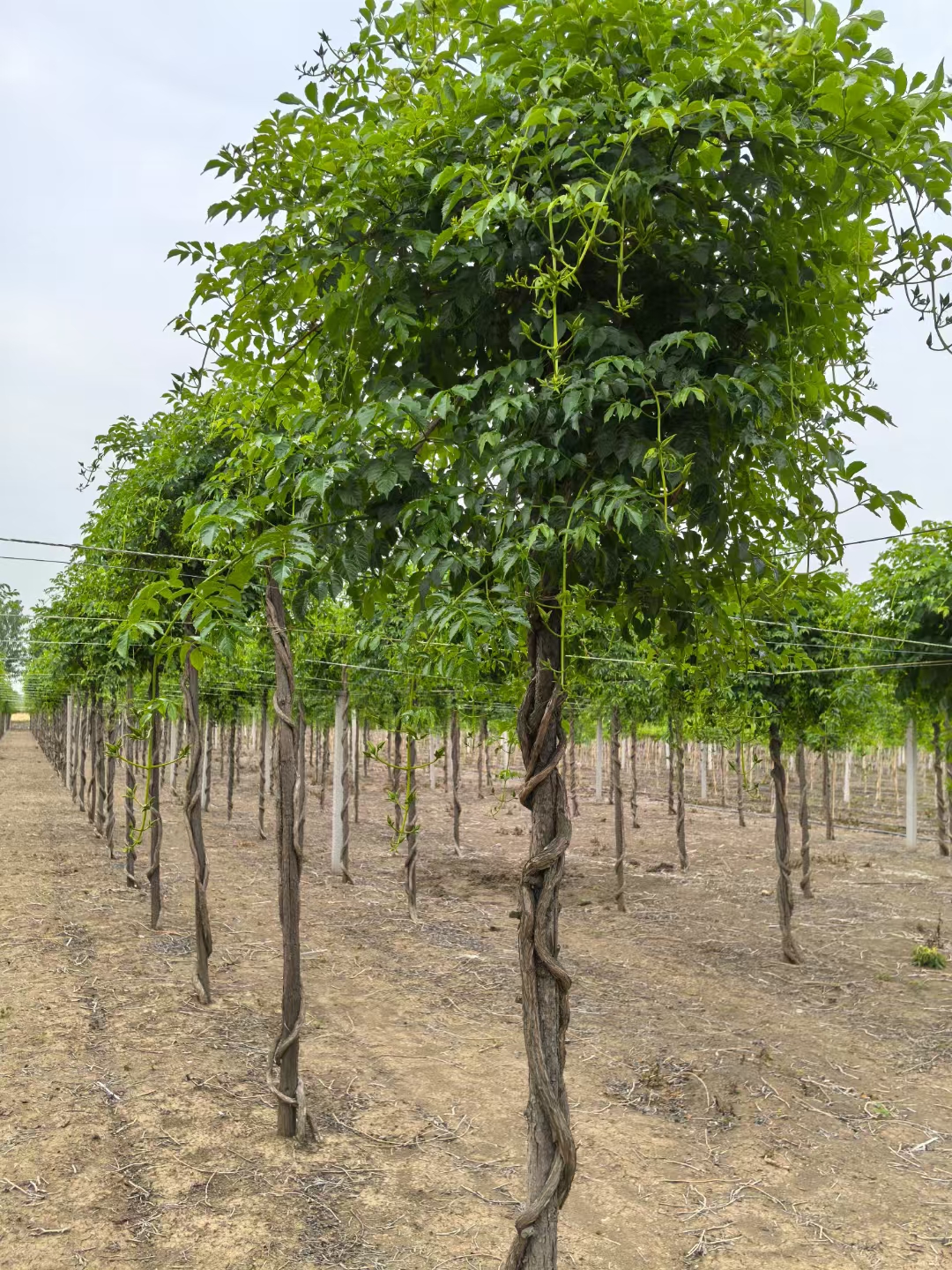 可种植于花坛背景或边缘,作为视觉焦点或自然边界