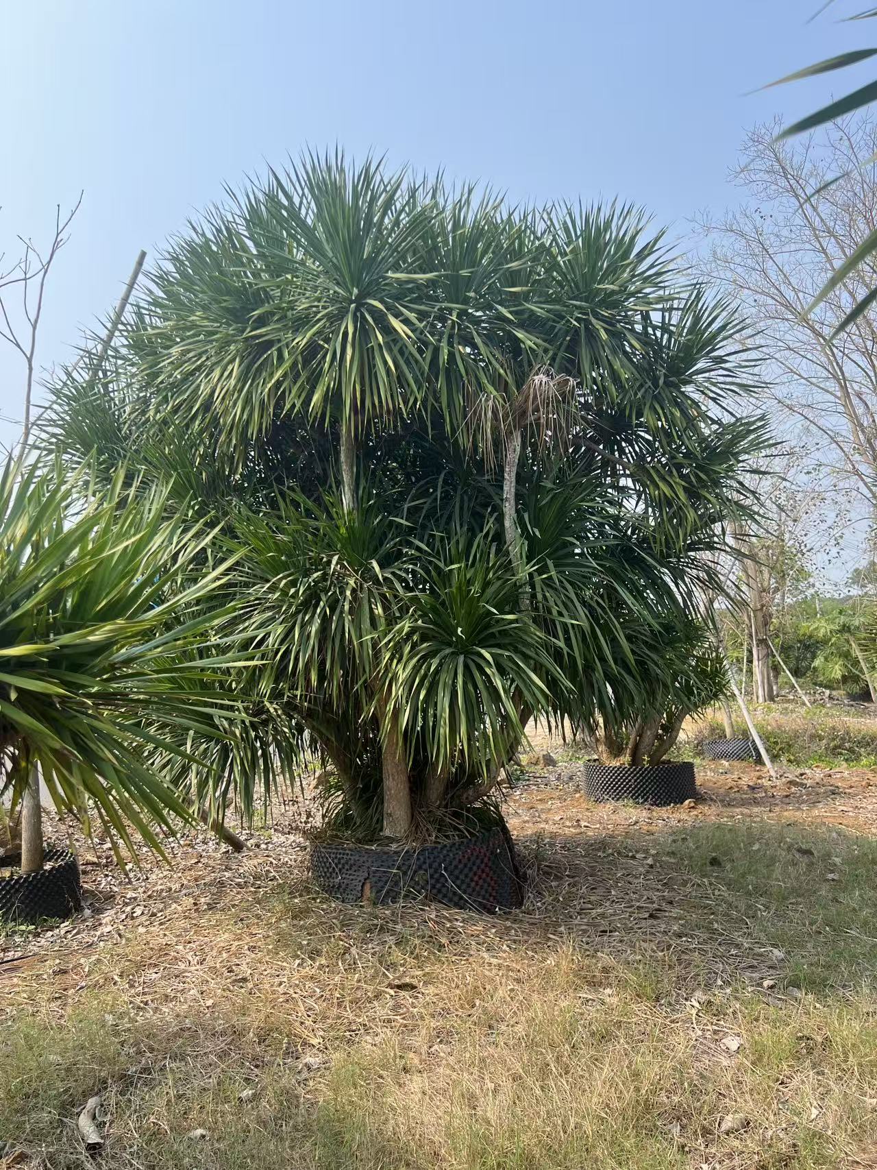 吉祥寓意:在中国文化中,龙血树常被视为吉祥如意的象征,寓意着保佑
