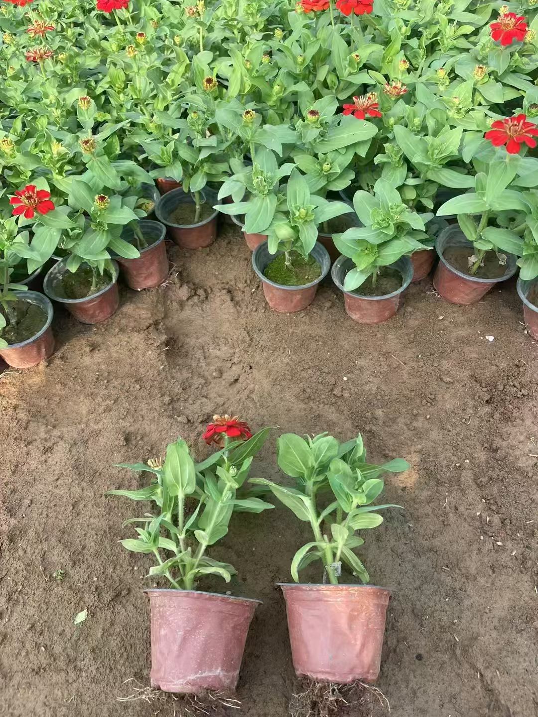 百日草花期较长,花朵陆续开放,象征着友谊能长久持续,不会轻易褪色