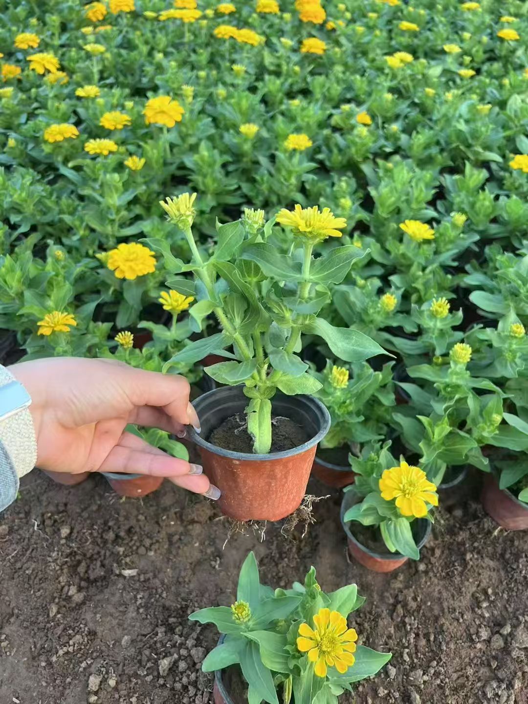百日草花期较长,花朵陆续开放,象征着友谊能长久持续,不会轻易褪色