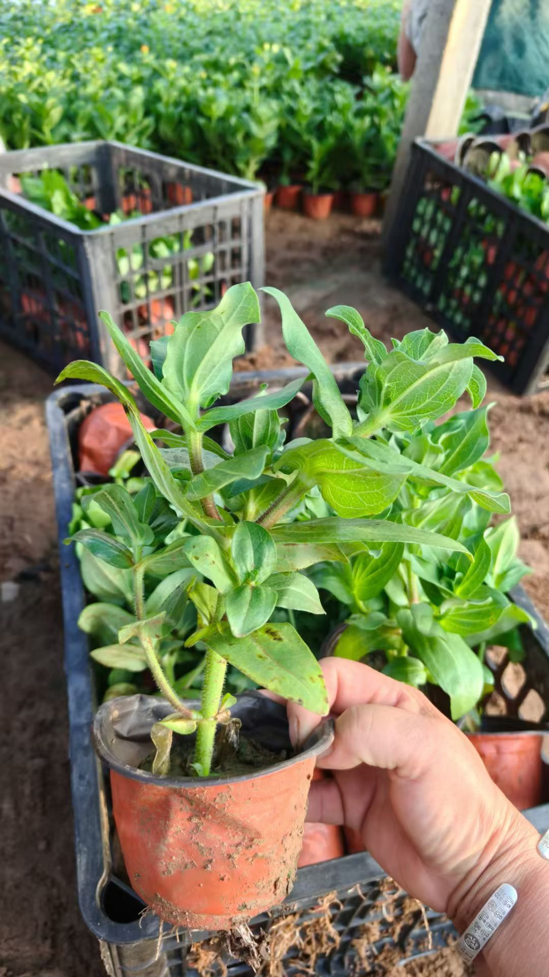 百日草花期较长,花朵能持续绽放,象征着对爱情或友情的长久坚守,适合