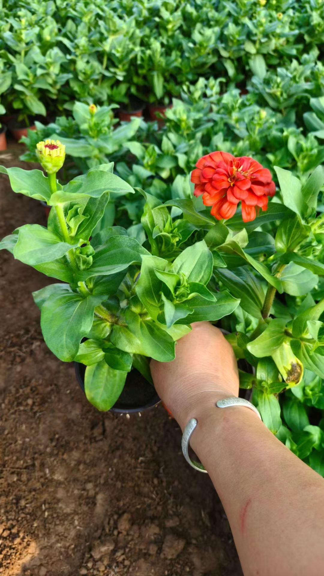 百日草花期较长,花朵能持续绽放,象征着对爱情或友情的长久坚守,适合