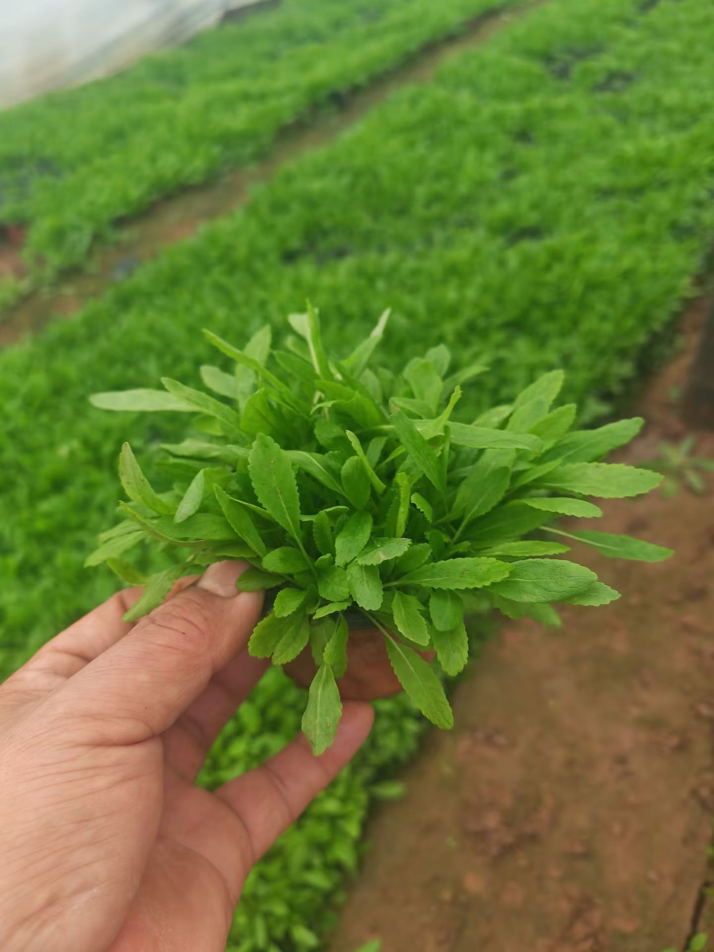 鼠耳草别名