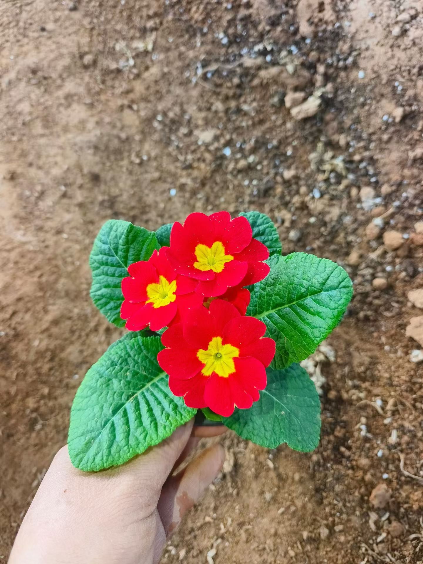 叶多数簇生叶片卵形至椭圆形或矩圆形长3