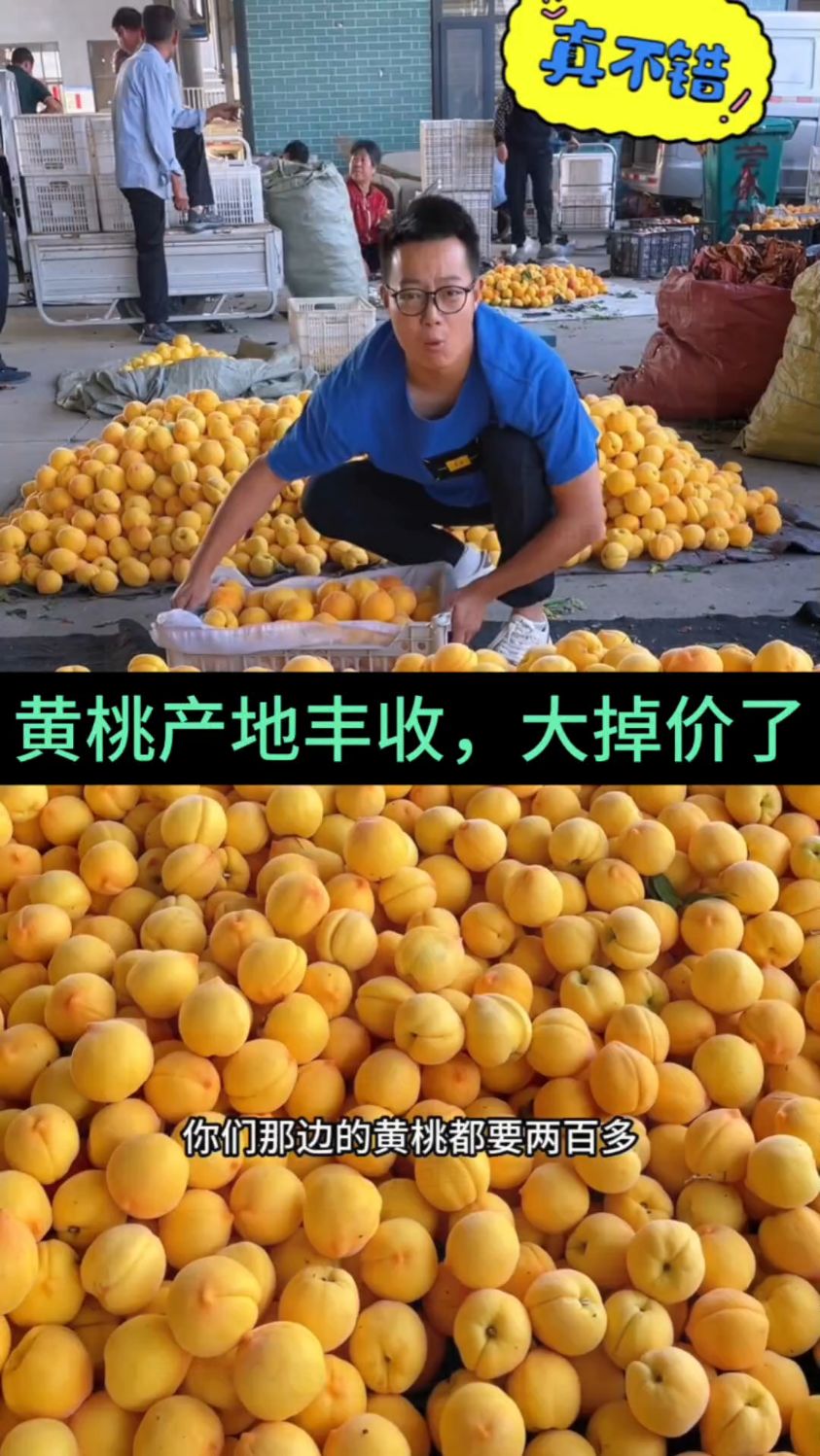 产地黄桃,很便宜满满一大箱,纯甜,硬吃全吃都非常甜,很有营养