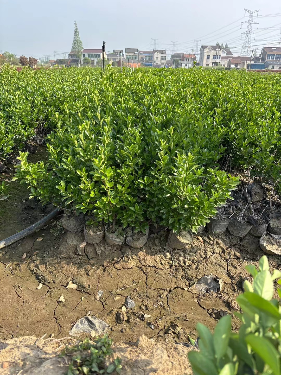 大叶黄杨的叶片宽大厚实,色泽深绿鲜亮