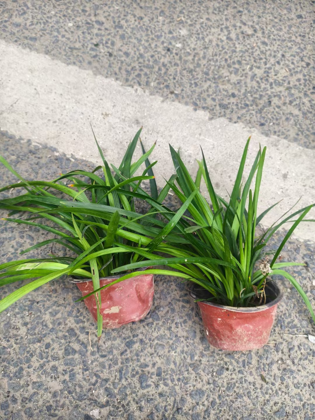 兰花三七是百合科山麦冬属的常绿多年生草本植物,别名小叶麦冬