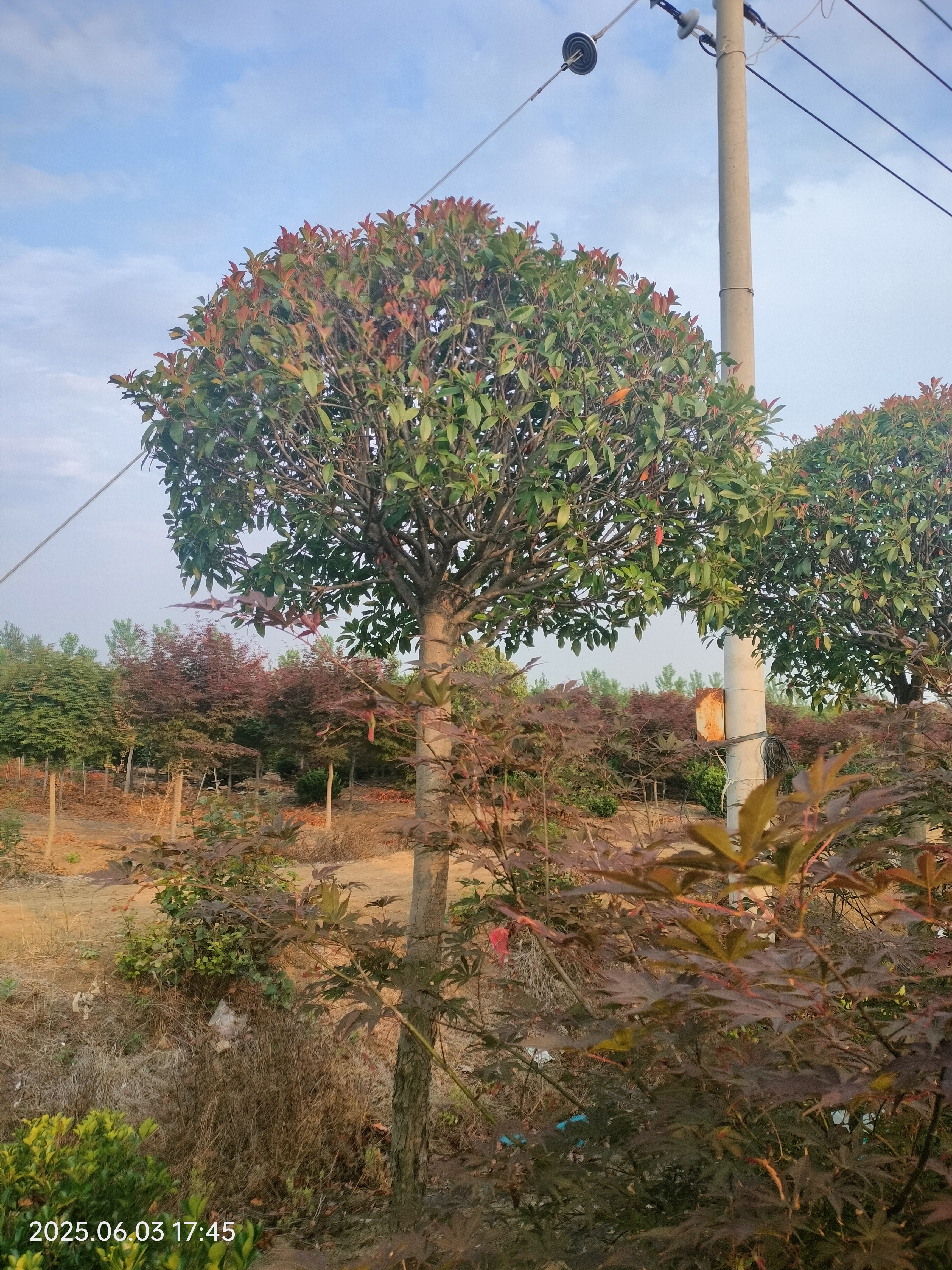 红叶石楠树干直立,新叶红色,如同一把把火把,可为道路增添亮丽风景