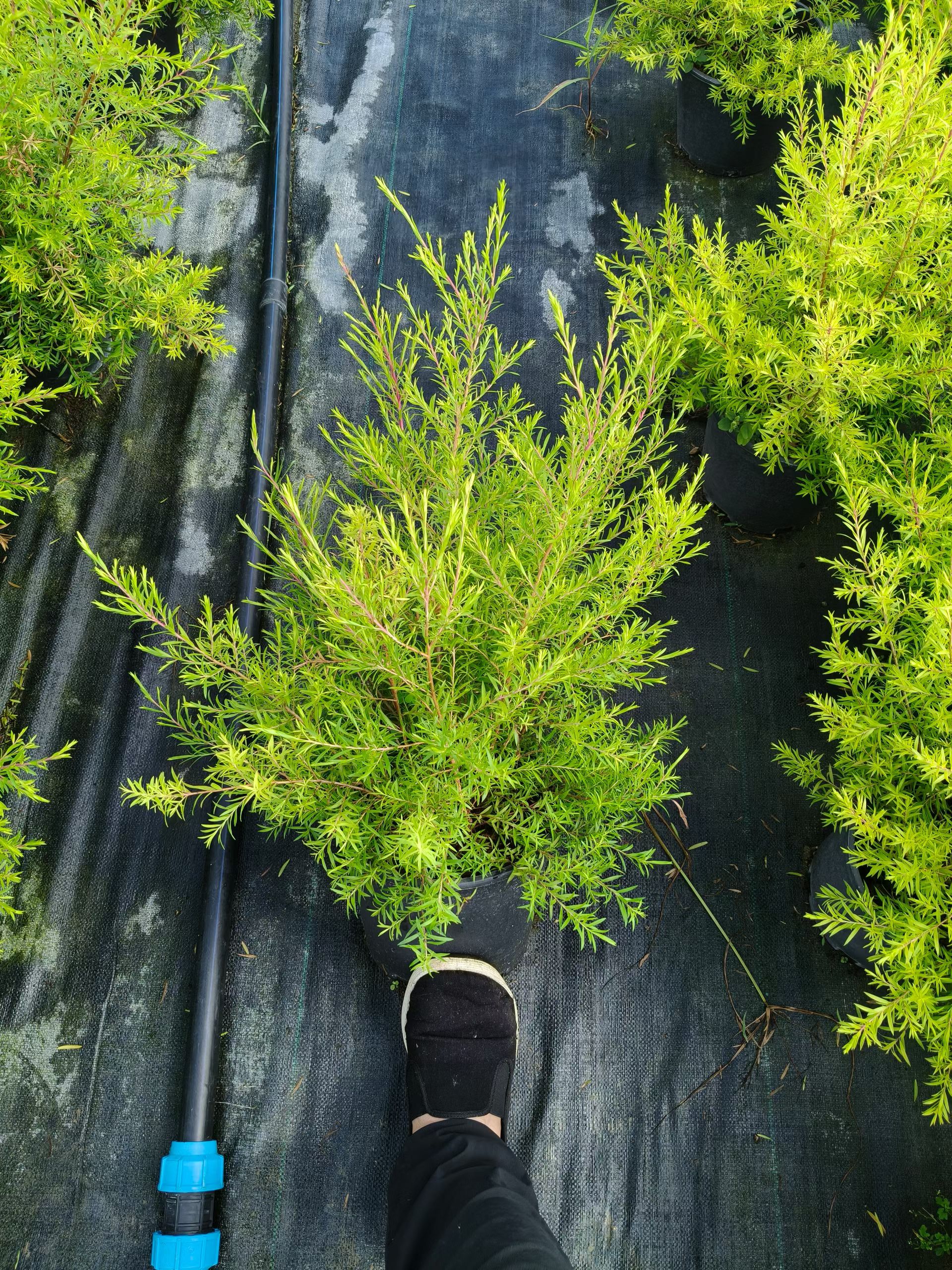 作为道路绿化树种,它既能美化道路环境,又能净化空气,缓解城市交通