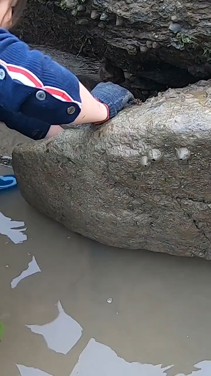 赶海 猪猪抓了一下午的海货,开心晚上可以炖鱼汤