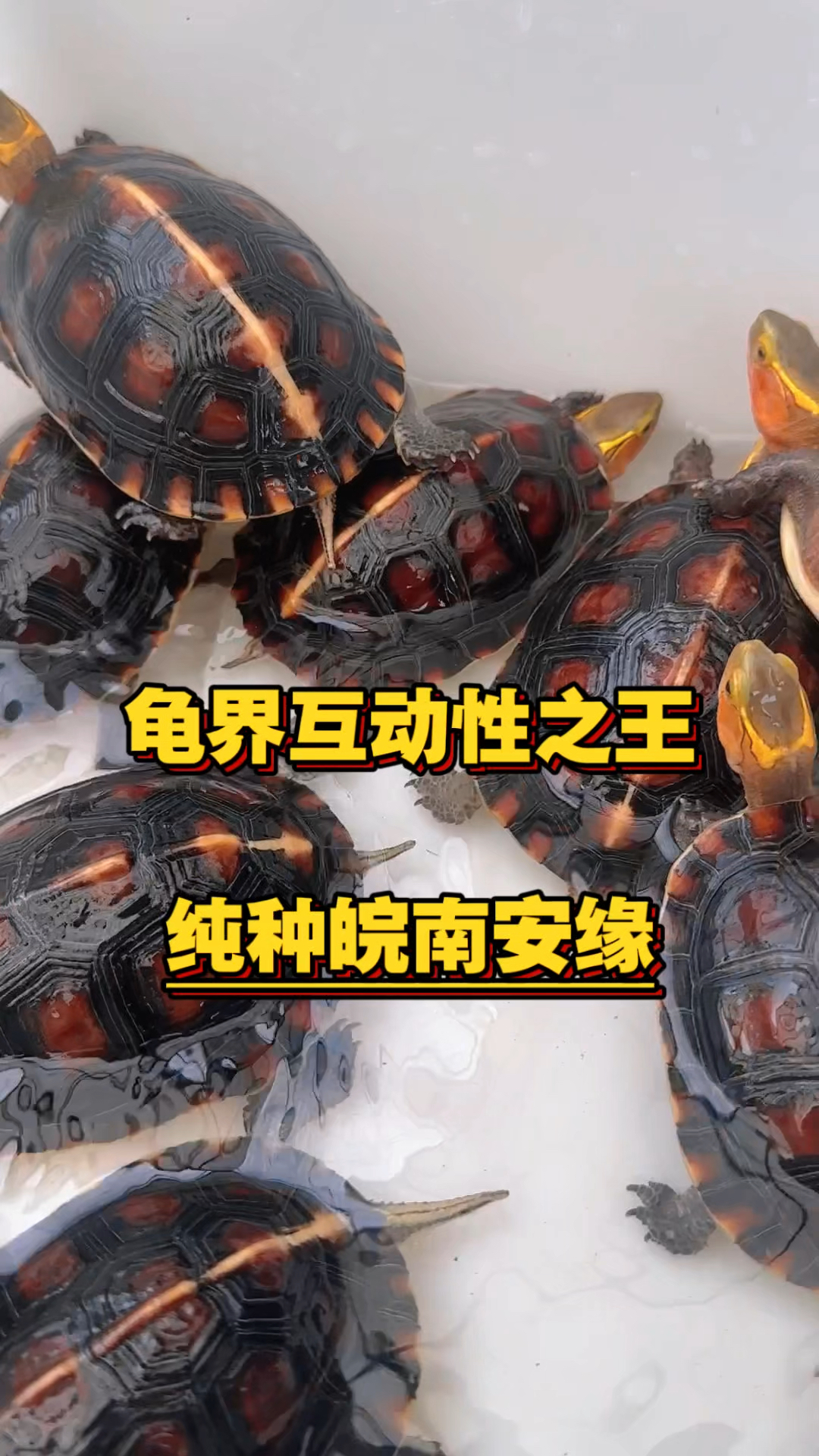 龟界互动性之王 纯种皖南安缘