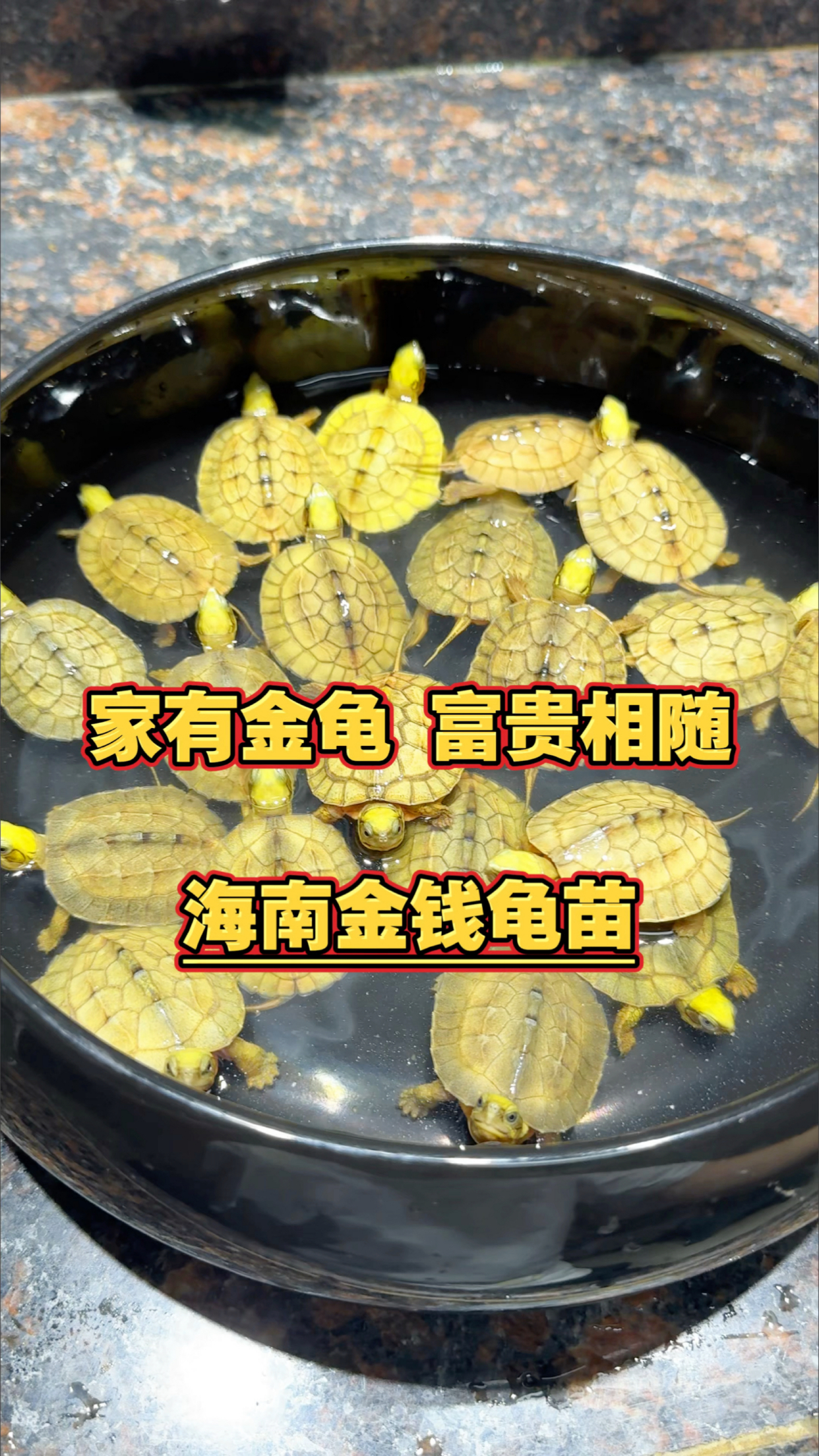 家有金龟富贵相随"海南种金钱龟"