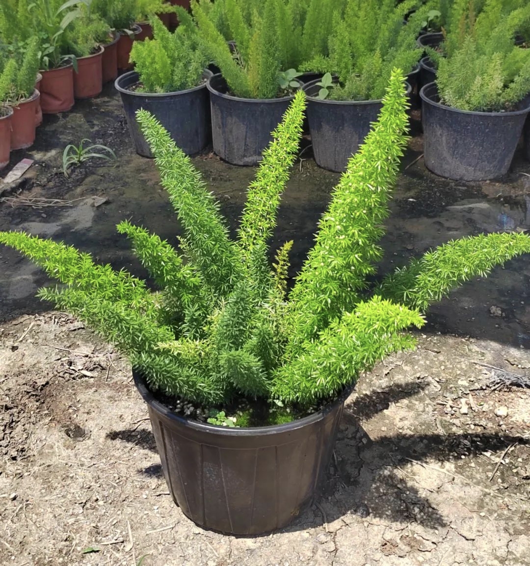 狐尾天门冬# #狐尾天门冬春季育