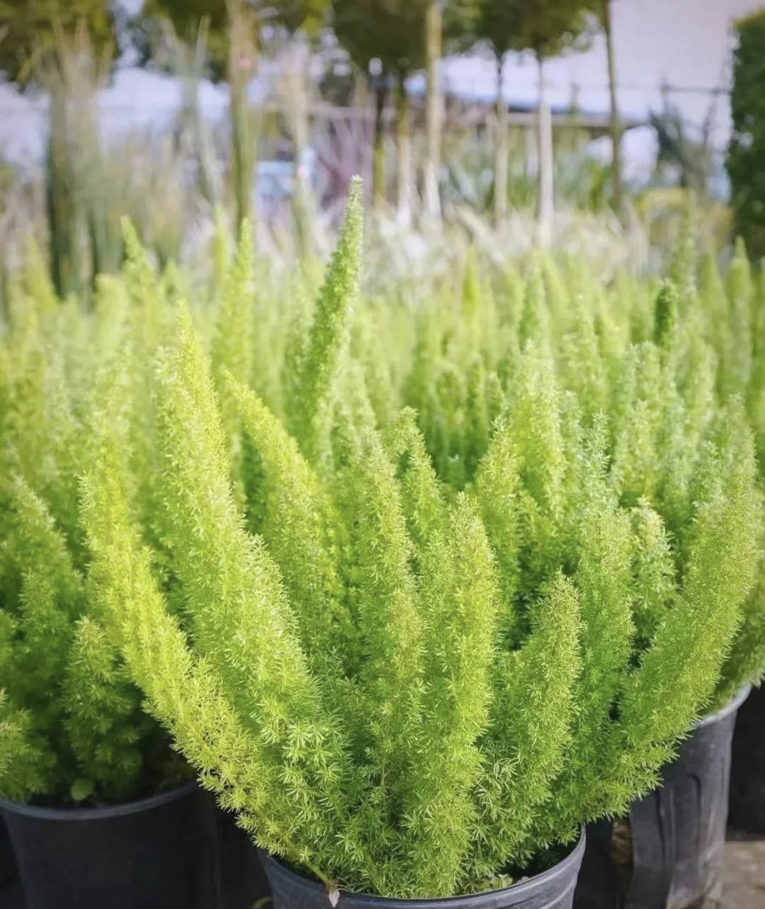 狐尾天门冬是天门冬科,天门冬属植物非洲天门冬的栽培品种,又名狐尾