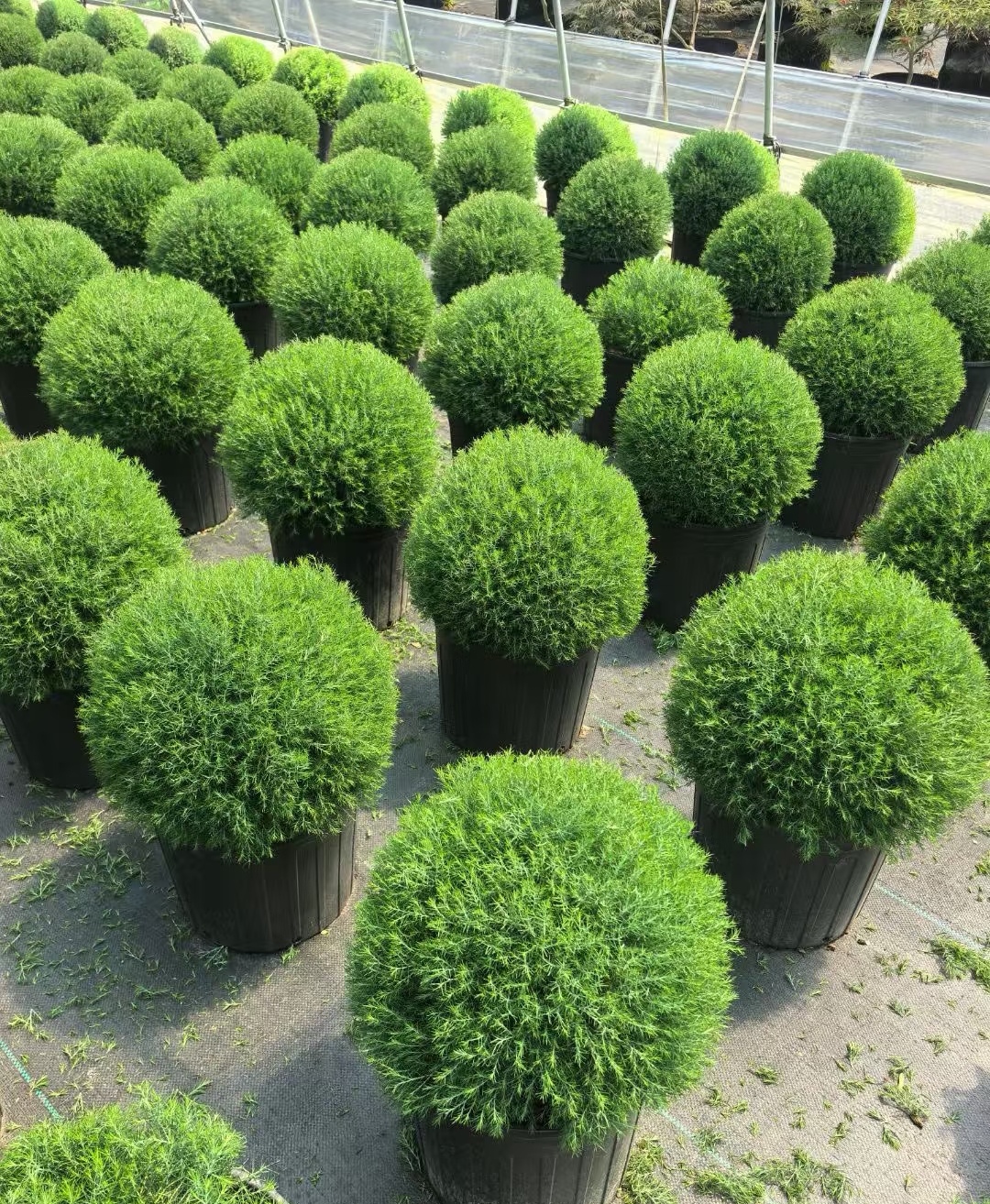 矮绿化树品种皮秋柏紫红色叶子树球翠柏球图片适合地栽矮小旺盛的植物