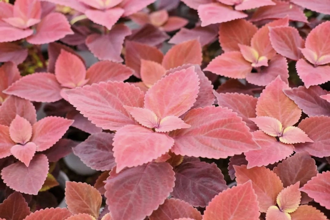 又名五彩苏,彩叶苏,洋紫苏等,是唇形科鞘蕊花属的直立或上升草本植物