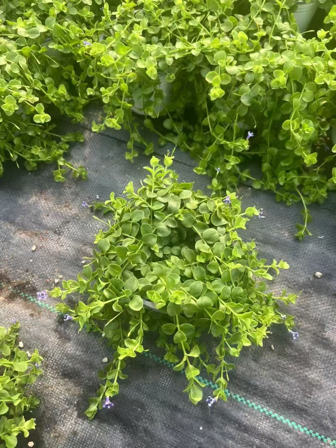 瞳草—天使之泪,铺面植物六边形战士