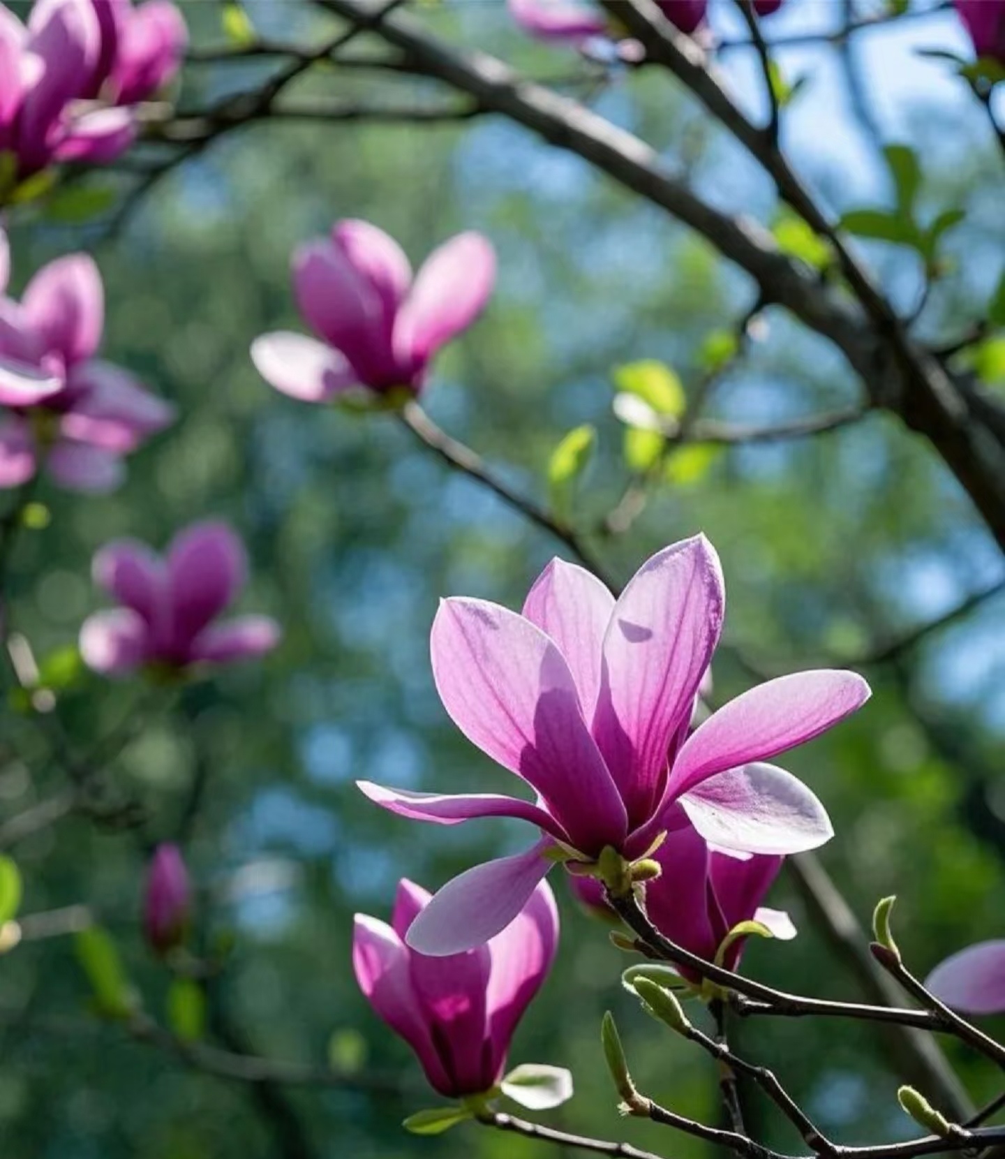花期早颜值高种一棵让你的小院成为邻里艳羡的风景线