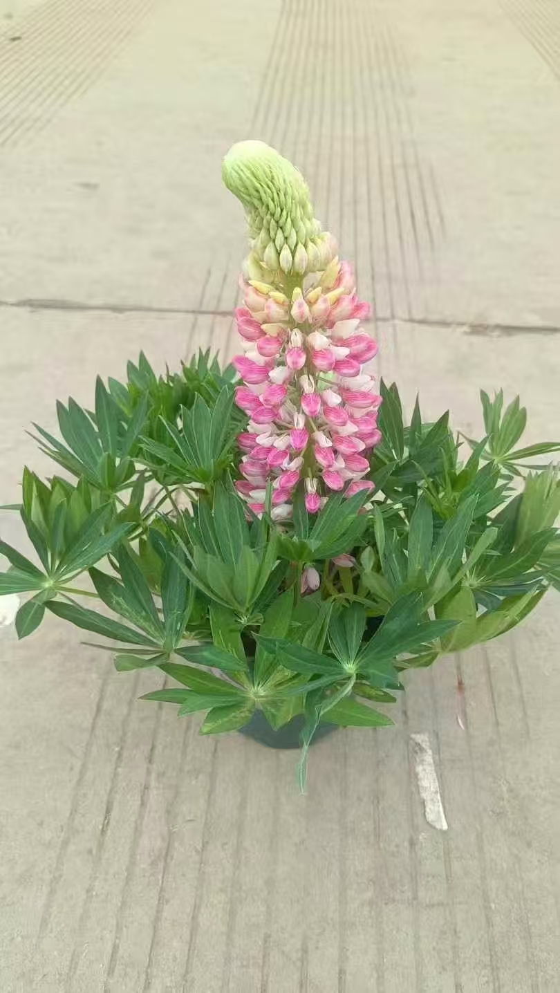 鲁冰花不仅以缤纷的色彩装点着世界,更用独特的花语诉说着人们对爱,美