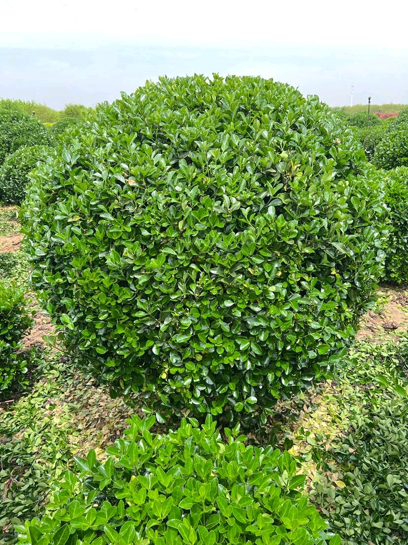 大叶黄杨球叶片厚实墨绿,冠幅圆润如球,耐阴耐寒又抗污,南北庭院皆
