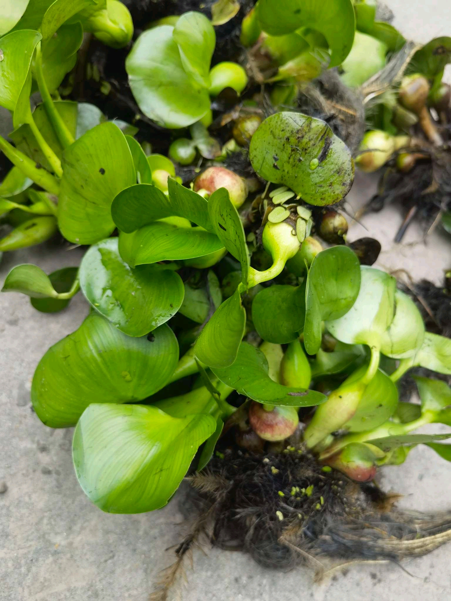 水葫芦又称凤眼莲,是雨久花科凤眼莲属的浮水草本植物,适应性强具有