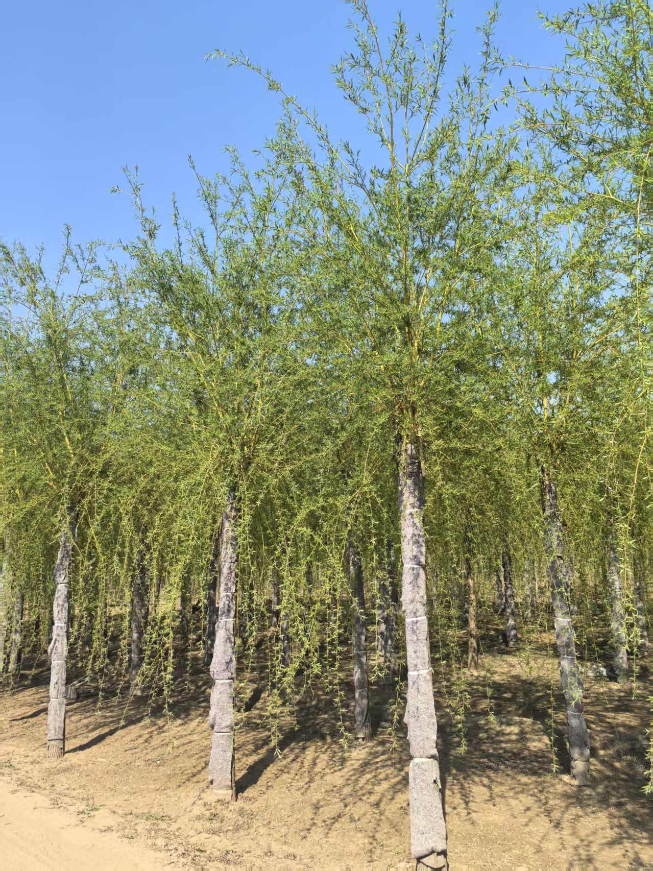 公园一角,金丝垂柳扎根生长