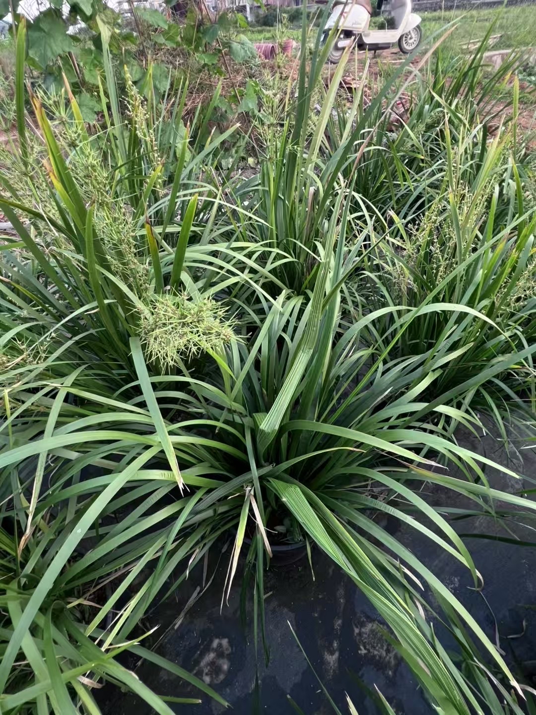 罗曼草,自然馈赠的生命精灵