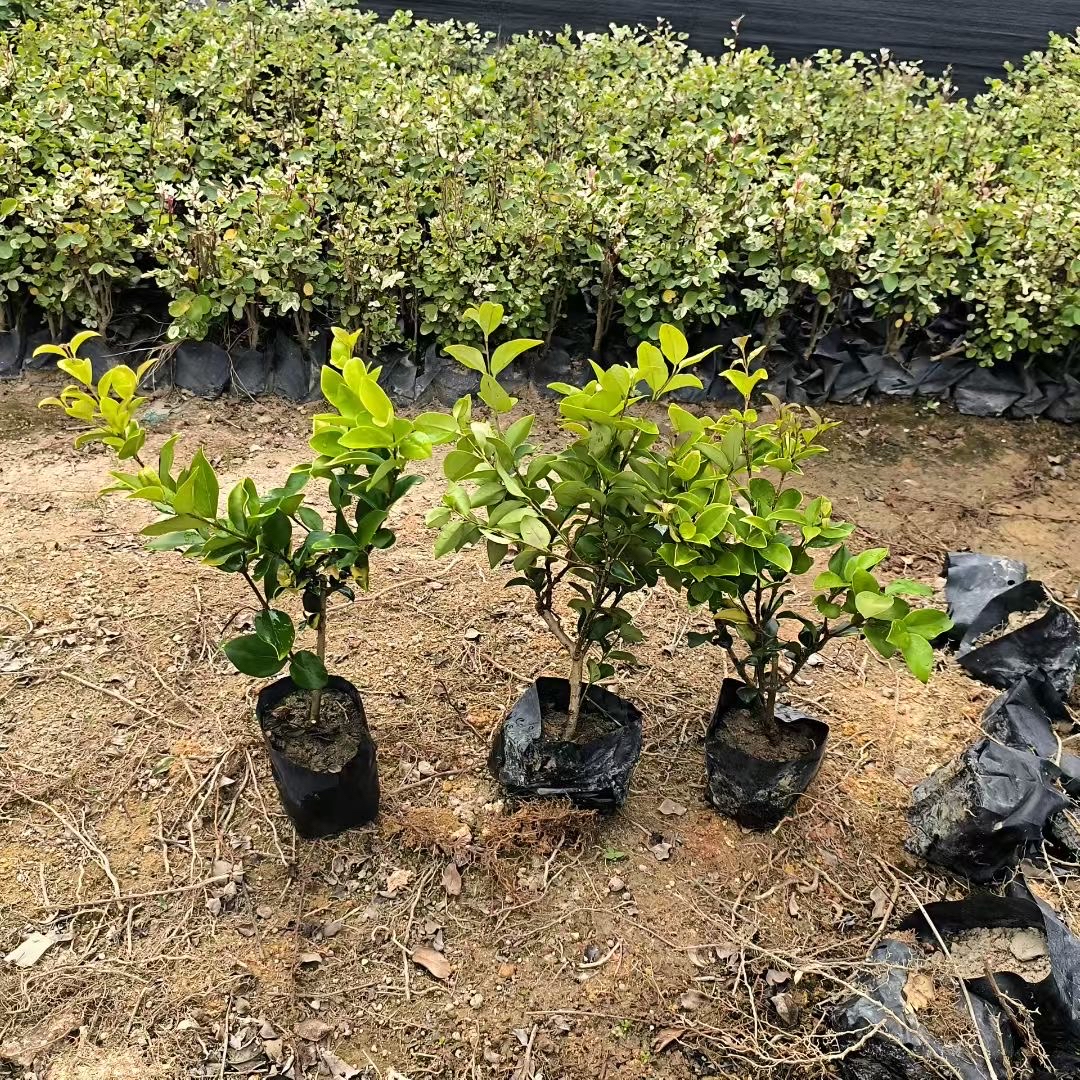 金森女贞是木犀科女贞属植物,原产日本
