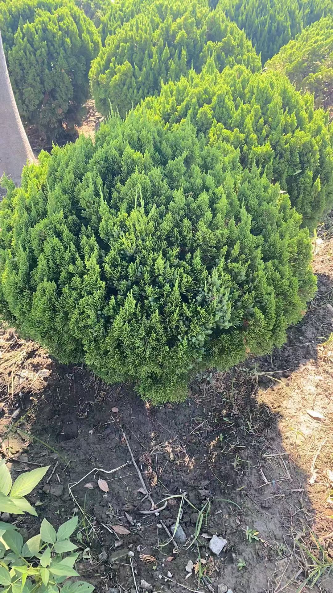 龙柏球柏科常绿灌木的魅力球形树冠宛如绿色绒球装点园林之美