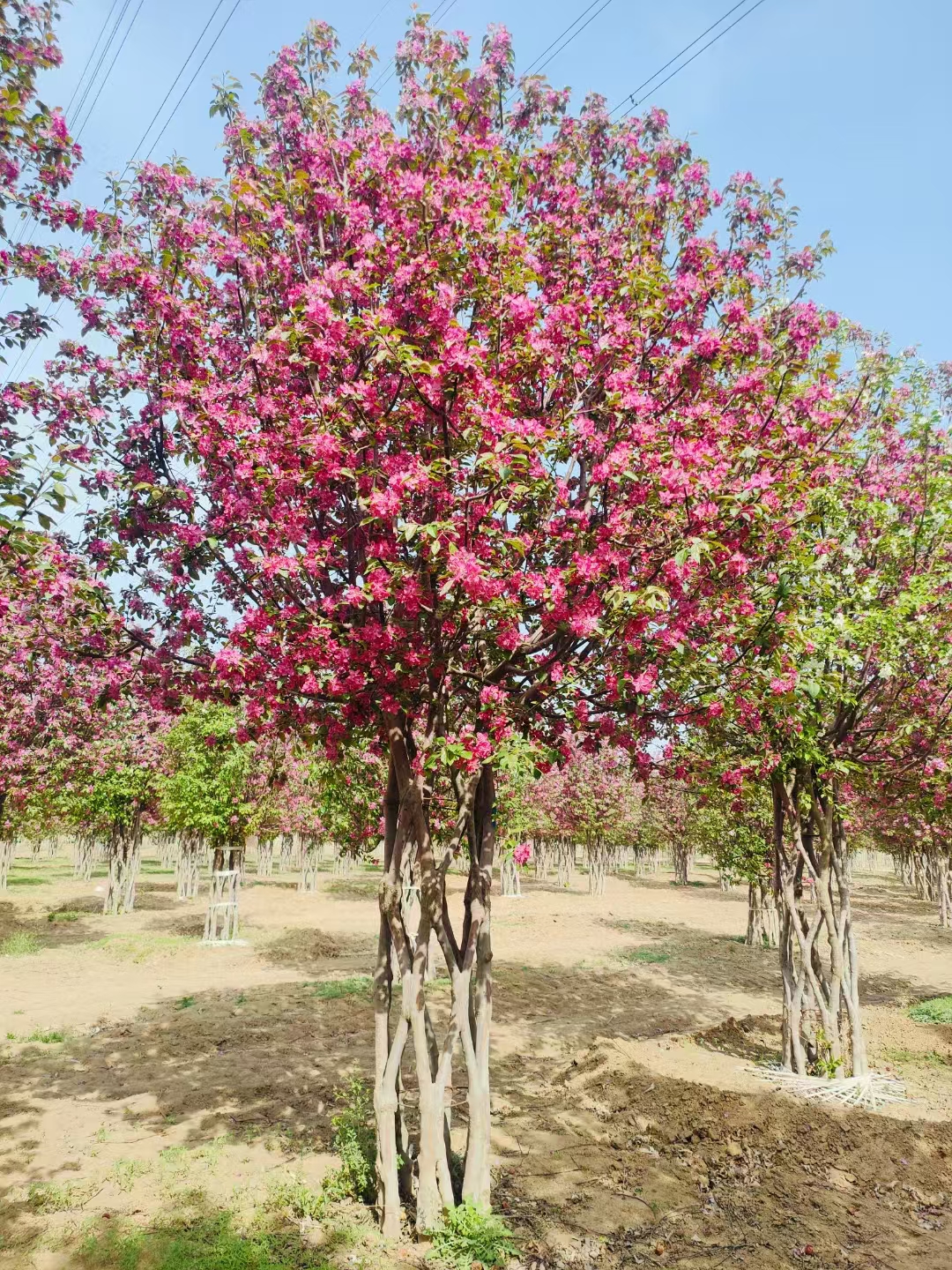 垂丝海棠:树形呈开展的卵形,枝干细弱下垂,花4~6朵簇生小枝顶端,成伞