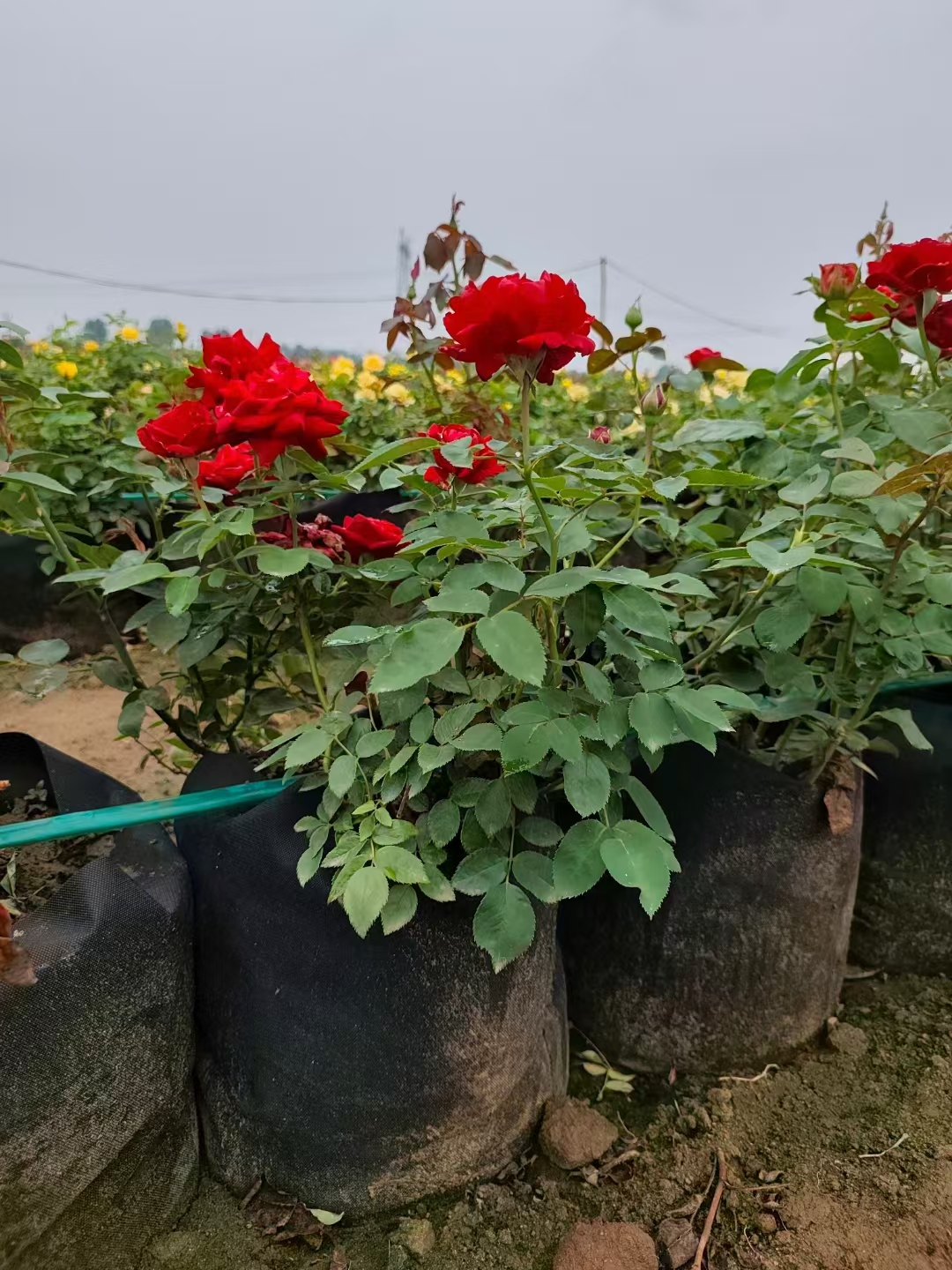 代表品种: 红色系:绯扇,梅郎口红,月季夫人,卡托尔纸牌,热腊,香云 