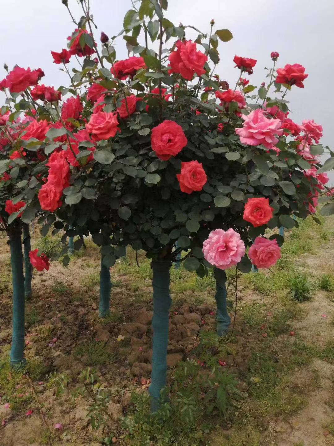 树状树状月季庭院景观树种类前十名彩云月季树月季玫瑰花树树桩月季