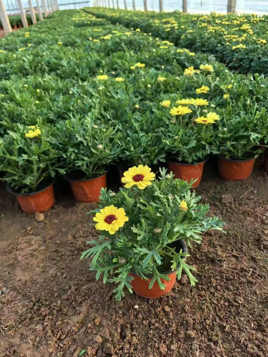 玛格丽特花又名木春菊,法兰西菊等,是菊科木茼蒿属