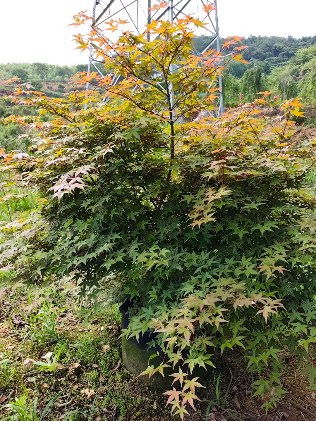 品种有日本红枫红舞姬,血红枫,红枫袖锦,日本红枫红丝带,日笠山红枫