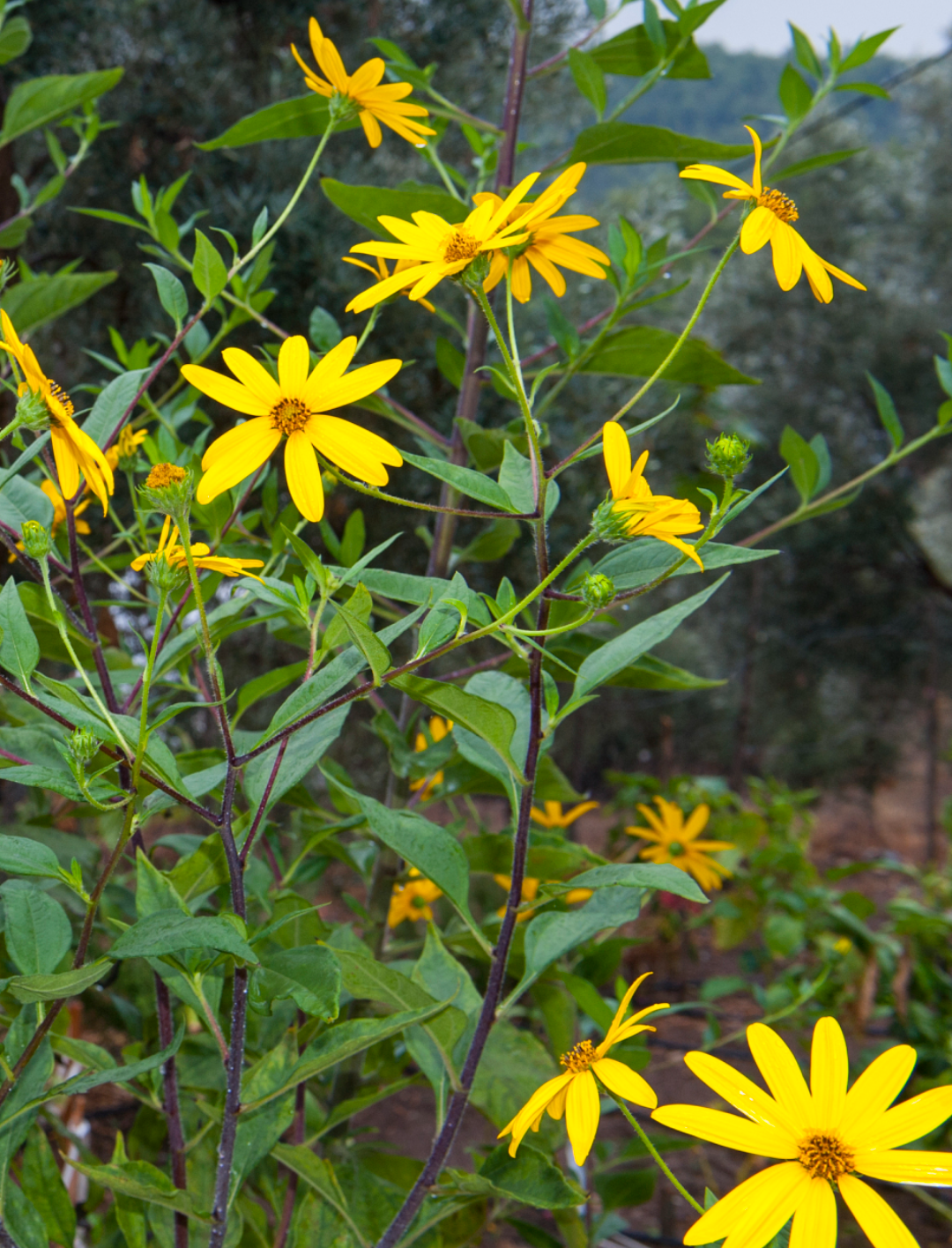 听说这种植物叫洋姜,老姜沙姜生姜小黄姜都吃过了,又来一个洋姜,网上