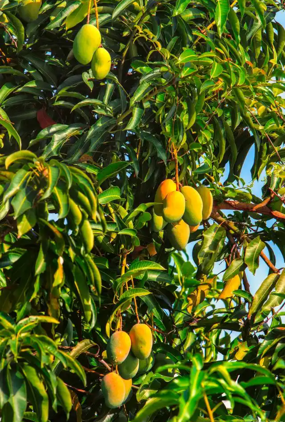 以前在一个工业园的路两边看到两排高大的芒果树,有几十年了吧,那一年