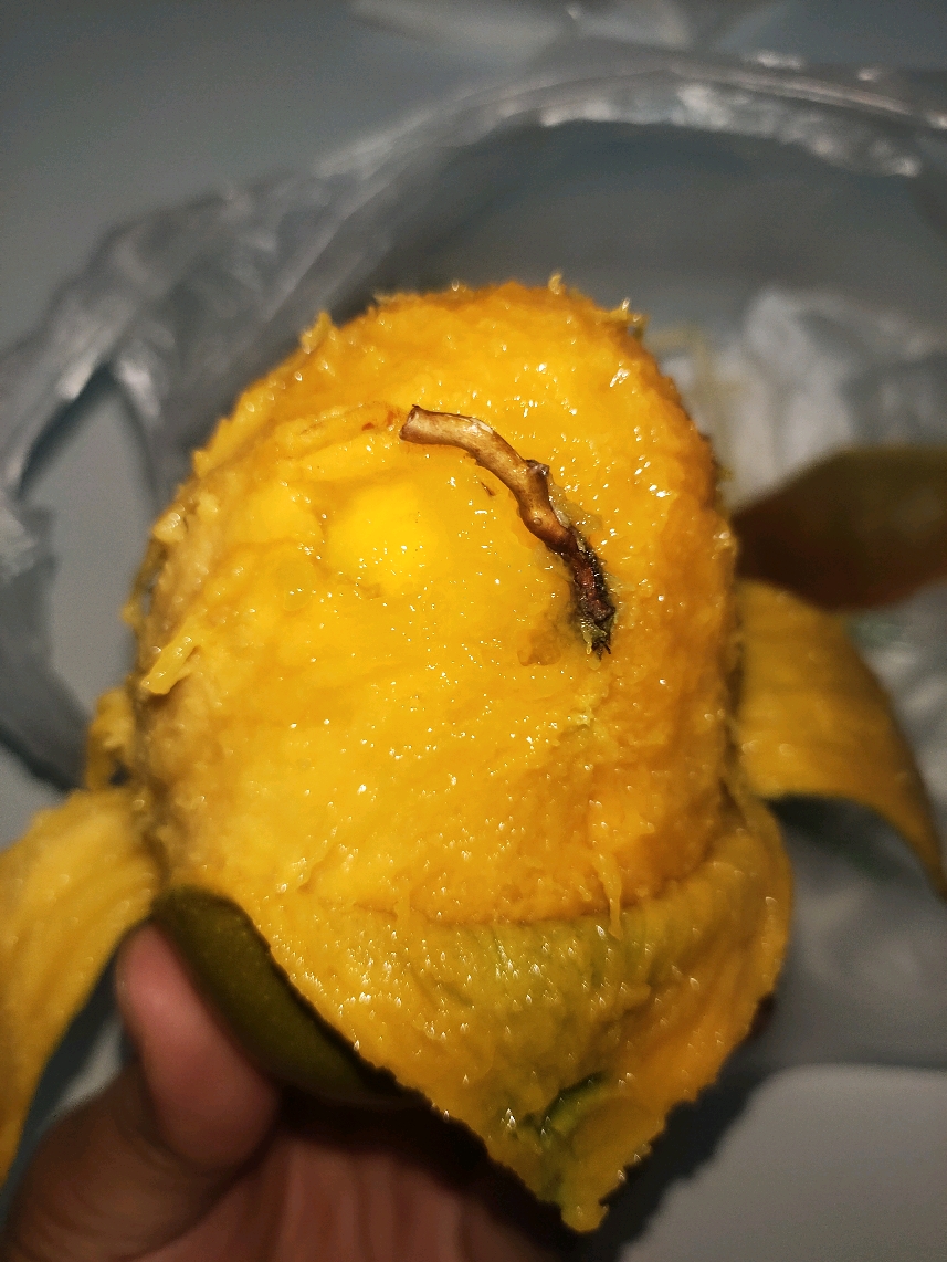 芒果剥开皮的那一瞬间我还以为是芒果长蛆了,这么大一根,仔细一看居然