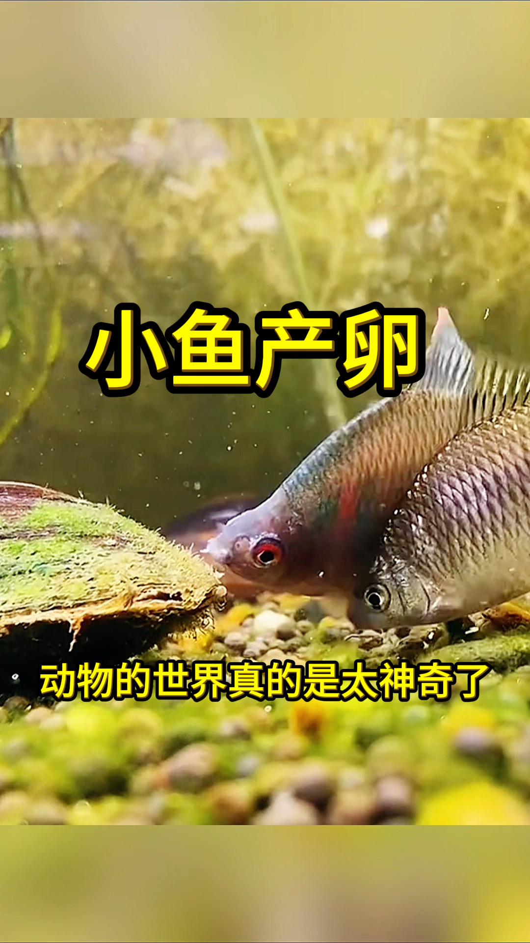 小鱼产卵,居然产在了河蚌里