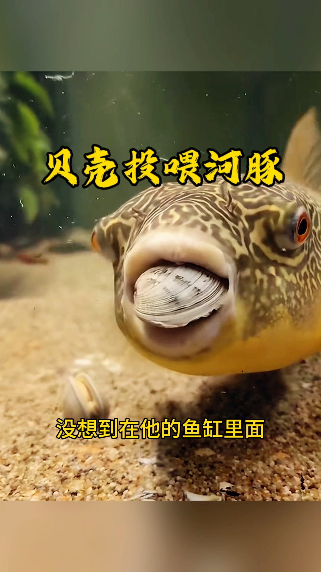 贝壳投喂河豚,结局亮了