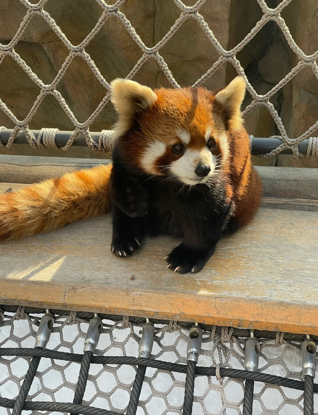 北京动物园的动物种类极为丰富.从憨态可掬的大熊猫,那黑白